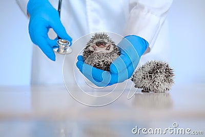 small hedgehogs in the hands of a veterinarian in blue gloves .hedgehog health. Medicine for animals.Hedgehogs on Stock Photo