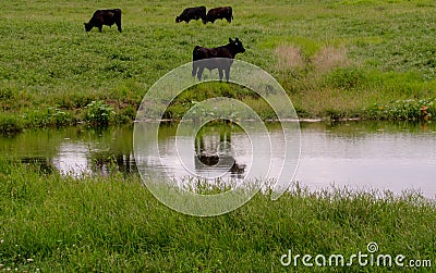 A Small Herd of Angus Cows Reflected in Pond Stock Photo