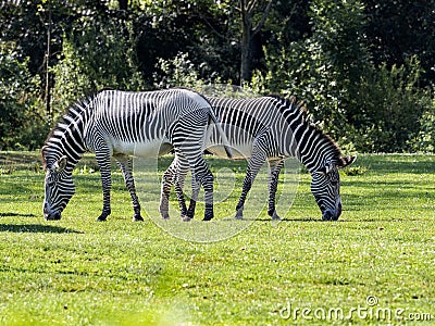 small herd of Grevy`s zebra, Equus grevyi, grazing Stock Photo