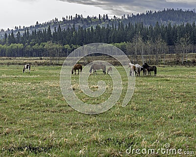 Horses on the Stoney Indian Reserve Stock Photo