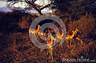 Small Herd of Impalas 10341 Stock Photo