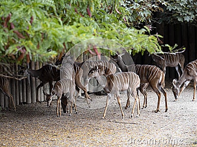 small herd of Lesser kudu, Tragelaphus imberbis, hides in the shade of trees Stock Photo