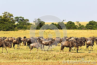 Small herd of wildebeest in savanna. Masai Mara, Kenya Stock Photo