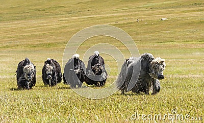 Small Herd Yaks Mongolia Stock Photo