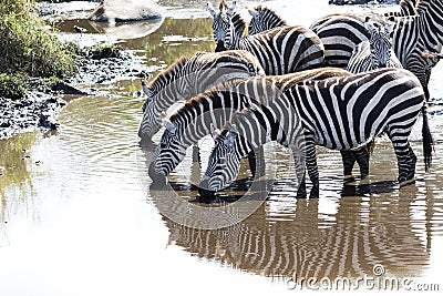 Small herd of zebras at a watering place on a small river in the Stock Photo