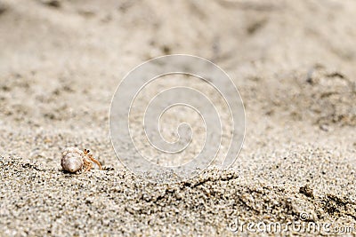 Small hermit crab in a conch shell crawling in the sand Stock Photo