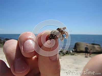 Small hermit crab held in a person`s hand Stock Photo