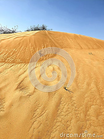 The small hill of desert sands with some herbs and trees Stock Photo