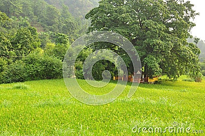 Small Hindu temple under a tree in a green rice paddy Stock Photo