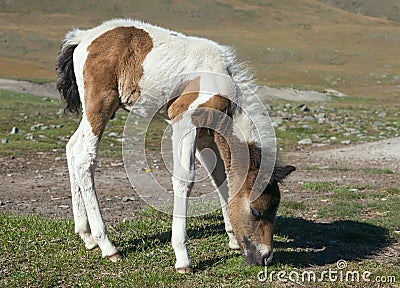 Small horse Stock Photo