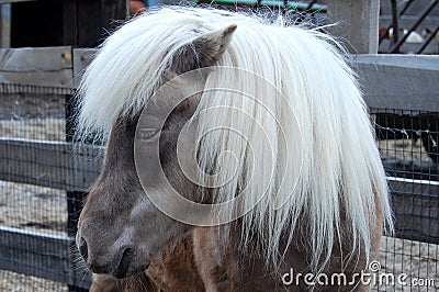 Small Horse Stock Photo