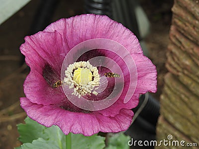 Hoverfly visiting purple poppy Stock Photo