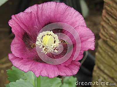 Hoverfly visiting purple poppy Stock Photo