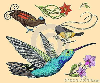 Small hummingbird, bird of paradise. daffodil and orchid with leaves and buds. Wedding flowers in spring garden. Exotic Vector Illustration