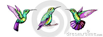 Small hummingbird set. Exotic tropical colibri bird. Golden emerald feathers Vector Illustration