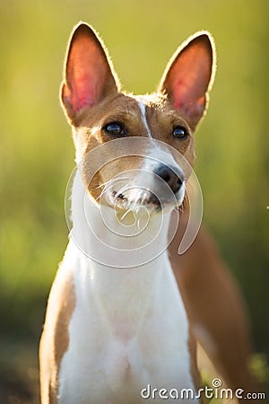 Small hunting dog breed Basenji Stock Photo