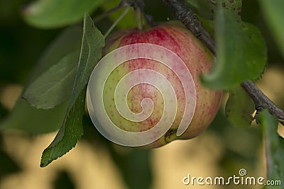 Small immature green-red apple Stock Photo