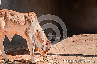 Small Indian brown calf sitting on the floor,Indian cow standing on ground Stock Photo