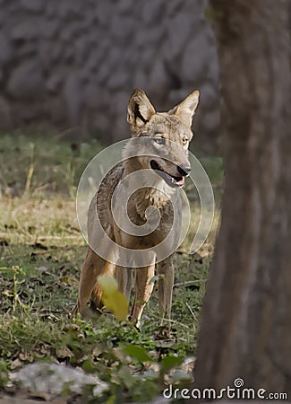 An Indian Wolf Stock Photo