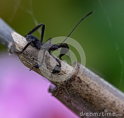 Small insect in black costum Stock Photo