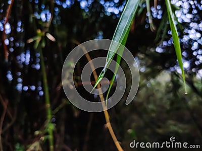 A small insect nests in a bamboo leaf macro shot on a winter morning Stock Photo