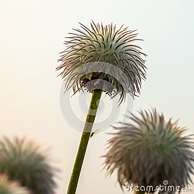 Small Insect Rests Of The Stem of Western Seedhead Stock Photo