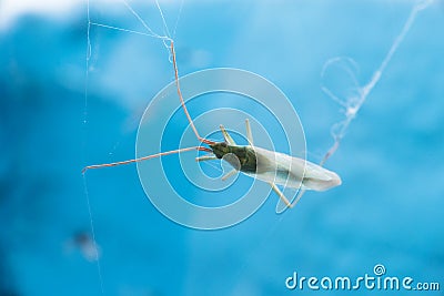 A small insect, tangled in the spider`s web. Macro Stock Photo