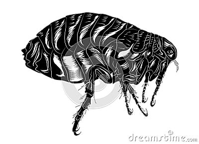 Small insect vermin jumping flea Stock Photo