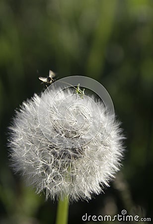 Small insects and dandelion Stock Photo