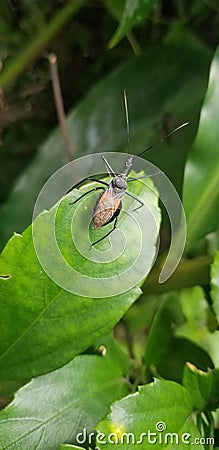 small insects that live in trees Stock Photo