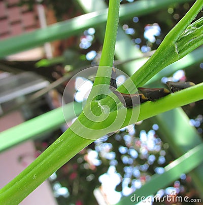 Small insects sitting Stock Photo