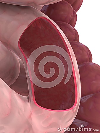 Small intestine Cartoon Illustration