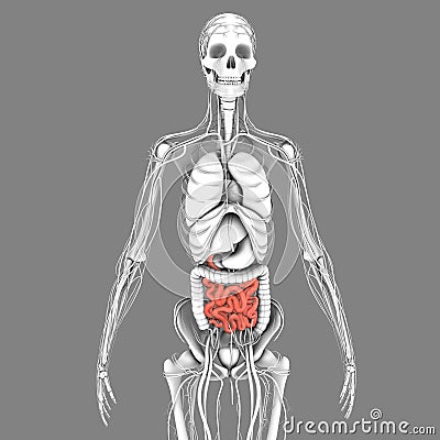 Small intestine Stock Photo