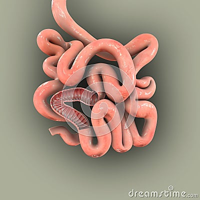 Small intestine Stock Photo