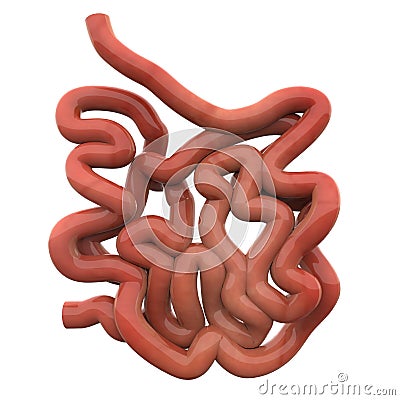 Small Intestine Stock Photo