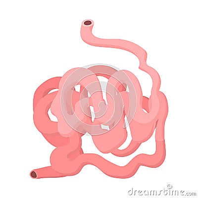 Small intestine cartoon icon Vector Illustration