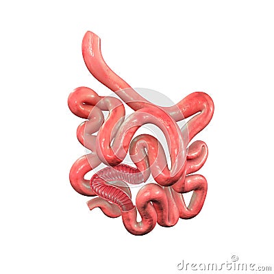 Small intestine Stock Photo