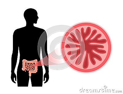 small intestine cross section Vector Illustration