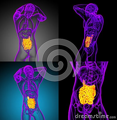 small intestine Cartoon Illustration