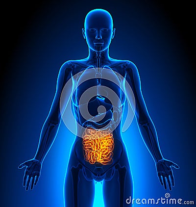 Small Intestine - Female Organs - Human Anatomy Stock Photo