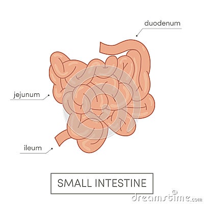 Small intestine Cartoon Illustration