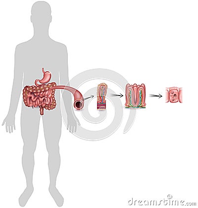 Small intestine lining Vector Illustration