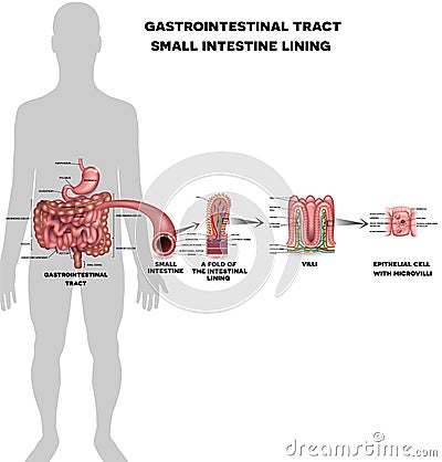 Small intestine lining Vector Illustration