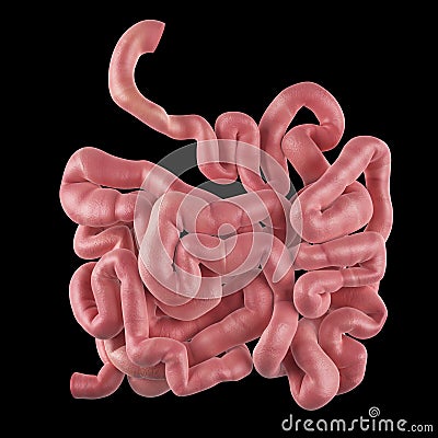 The small intestine Cartoon Illustration