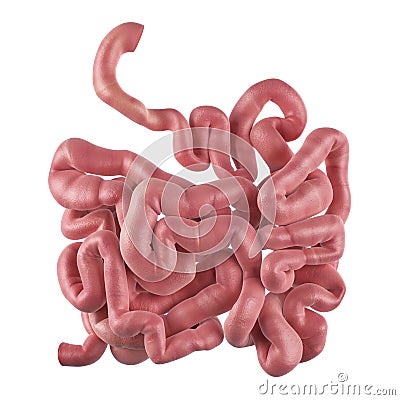 The small intestine Cartoon Illustration