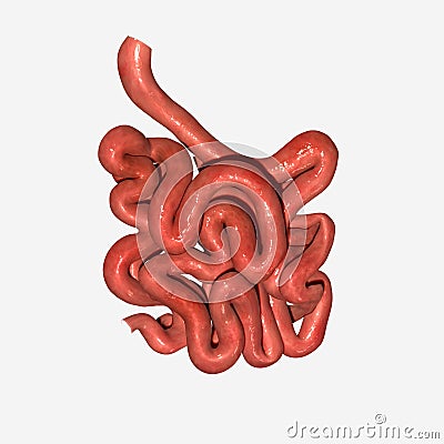 Small intestine Stock Photo