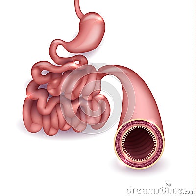 Small intestine and stomach anatomy Vector Illustration