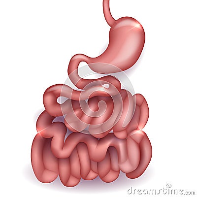 Small intestine and stomach anatomy Vector Illustration