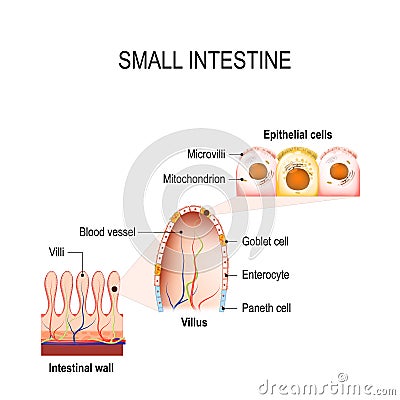 Small intestine with villi and epithelial cells Vector Illustration