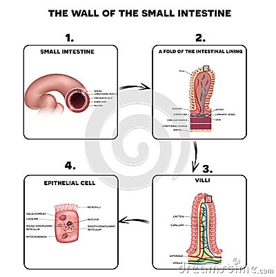 Small intestine wall anatomy Vector Illustration